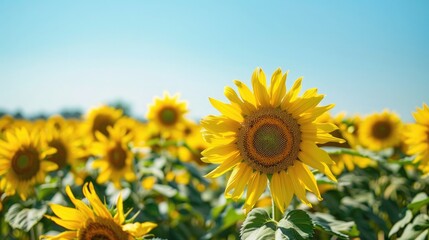 A sunflower field stretching towards the horizon under a clear summer sky.