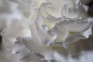 満開に綺麗に咲く、白い花びらの花