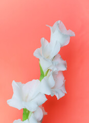 A single white flower with a green stem is the main focus of the image