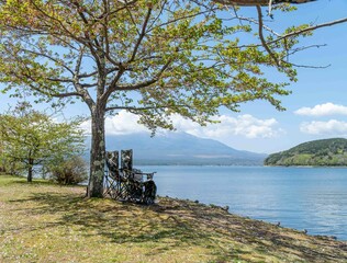 Sitting under tree at the lake side