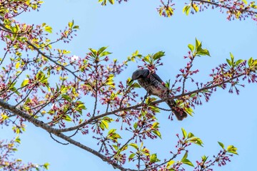 Bird in the cherry blossom drinking the nectar juice of the flower