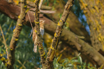 eurasian wryneck on the branches in spring