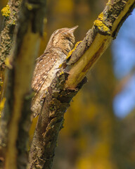 eurasian wryneck on a branch
