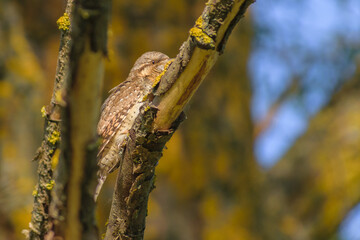 eurasian wryneck on the branch