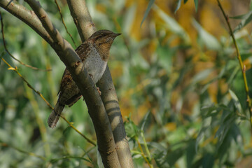 eurasian wryneck on the tree