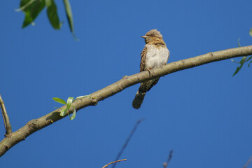  on a branch
