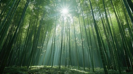 A panoramic view of a dense, bamboo forest with sunlight creating patterns on the ground.