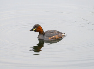 little grebe catching fish in the lake