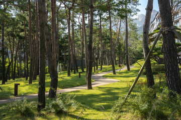 trees in the woods