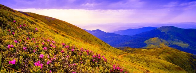 summer blooming pink flowers on background mountains, floral summer landscape, Europe, border...