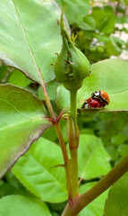 Two Ladybugs Mating on a Rose Bush in the Garden. Insects Breeding on Leaves. Spring Season. 