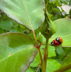 Two Ladybugs Mating on a Rose Bush in the Garden. Insects Breeding on Leaves. Spring Season. 