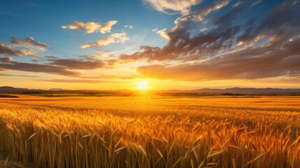 Stunning sunset over a golden wheat field