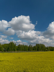 Yellow rapeseed flowers in a field against the sky with clouds
