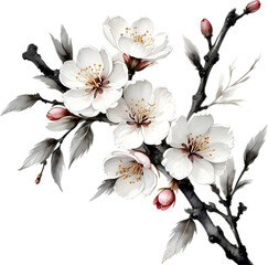 Cherry blossom branch with several soft, detailed flowers.