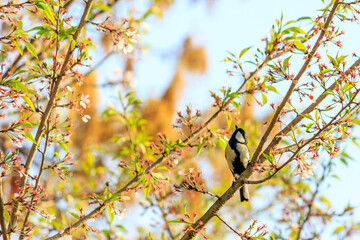 シジュウカラ