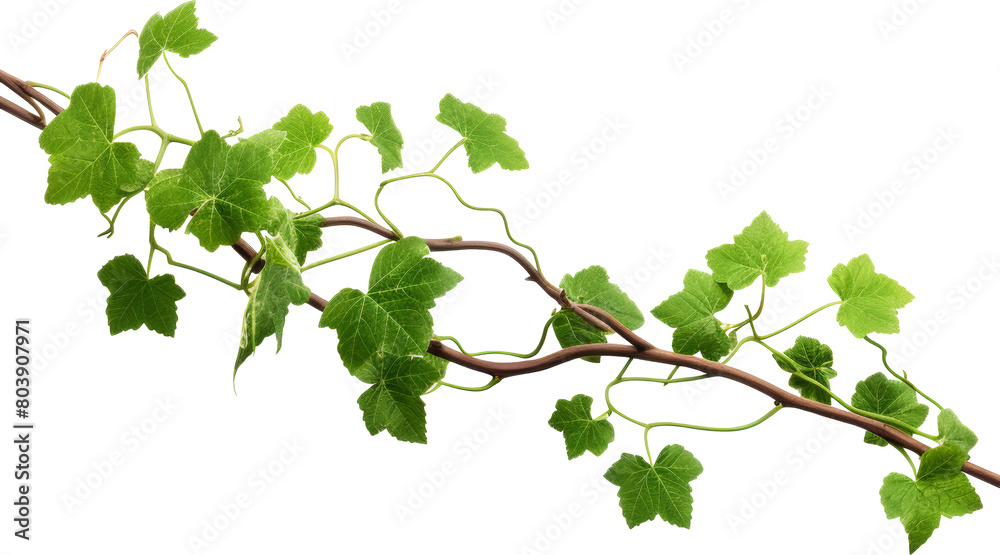 Wall mural green vine isolated on white or transparent background,transparency