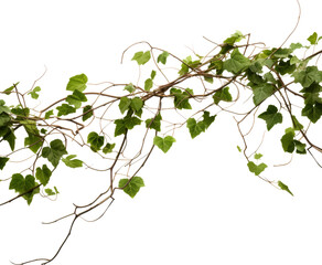 green vine isolated on white or transparent background,transparency 