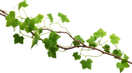 green vine isolated on white or transparent background,transparency 