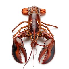 living lobster isolated on white background