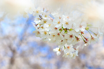 桜