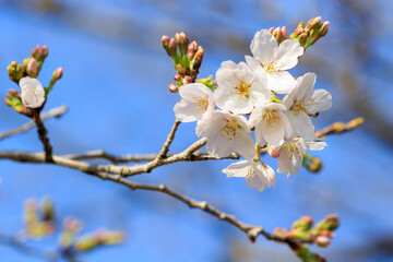 桜