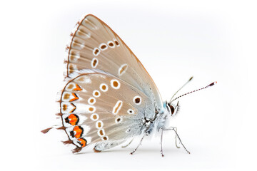Fototapeta na wymiar Beautiful Colorado Hairstreak butterfly isolated on a white background . Side view