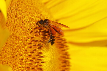honey bee collecting poller from sunflower and pollinating the flower, summer season, macro photography, oil crops cultivation in india