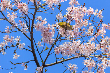 桜とメジロ
