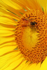 honey bee collecting poller from sunflower and pollinating the flower, summer season, macro photography, oil crops cultivation in india