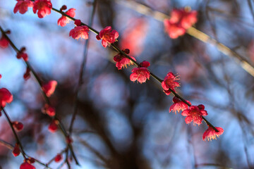 紅梅