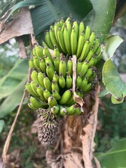 bunch of bananas on tree