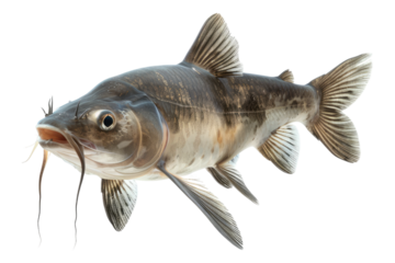 Catfish isolated on transparent background