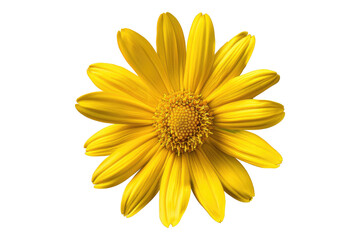 Obraz premium Yellow daisy flower isolated on transparent background