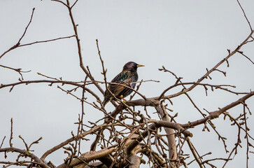 The common starling (Sturnus vulgaris), also known as the European starling perching on branch, resting warming themself against the spring sun, close up, shiny feathers.