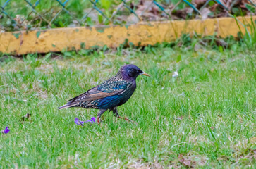 The common starling (Sturnus vulgaris), also known as the European starling walking on green spring grass, close up, shiny feathers.