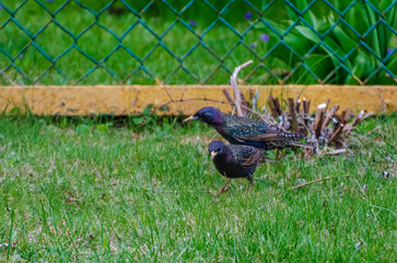 Two common starlings (Sturnus vulgaris), also known as the European starlings walks on green spring grass, close up, shiny feathers.