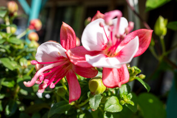 フクシア プーニーの花