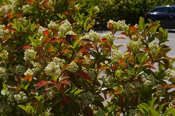 Blossoming viburnum lucidum hedge, at springtime, in Vouliagmeni, Greece - obrazy, fototapety, plakaty