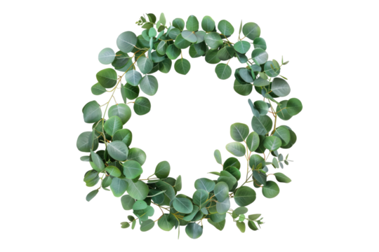 Weather frame made with eucalypt isolated on transparent background