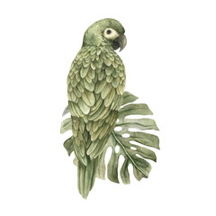 A green parrot sits on a monstera leaf. Exotic tropical realistic watercolor illustration in monochrome style. Isolated hand drawn illustration for stickers, cards, interior, posters, various designs © ValentinaSova