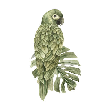 green parrot perched on leaf clip art preview