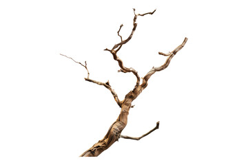 Dried twisted jungle branch isolated on transparent background