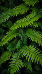 Fern plant with green leaves stock photo, wallpaper