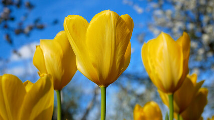 Yellow blooming tulips on blue sky background. Close-up. Spring mood in the garden.