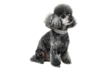 Elegance in gray teacup poodle isolated on transparent background