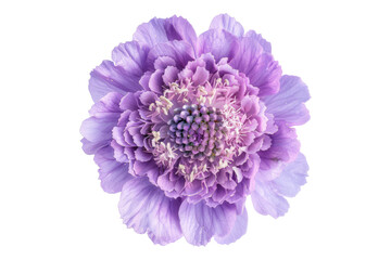 Fototapeta premium Elegant Lavender blush scabiosa flower isolated on transparent background