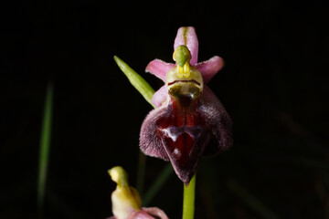 Flower of the elegant orchid (Ophrys elegans), a terrestrial orchid on Cyprus