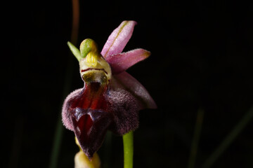 Elegant orchid (Ophrys elegans) in flower, a terrestrial orchid on Cyprus