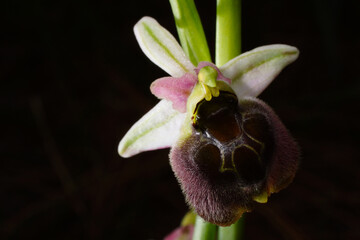 Flower of a hybrid bee orchid (Ophrys levantina x elegans), Cyprus